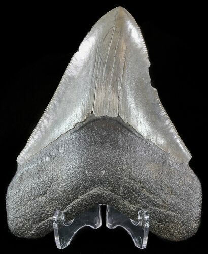 Serrated, Megalodon Tooth - Georgia #51017